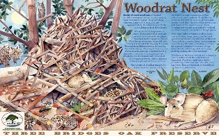 Woodrat Nest - Madrone Trail